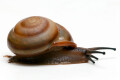 Pleurodonte isabella Barbados adult